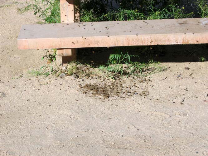 When Bees Get Thirsty