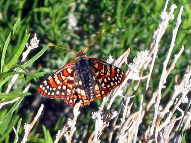 A Bright Flyer