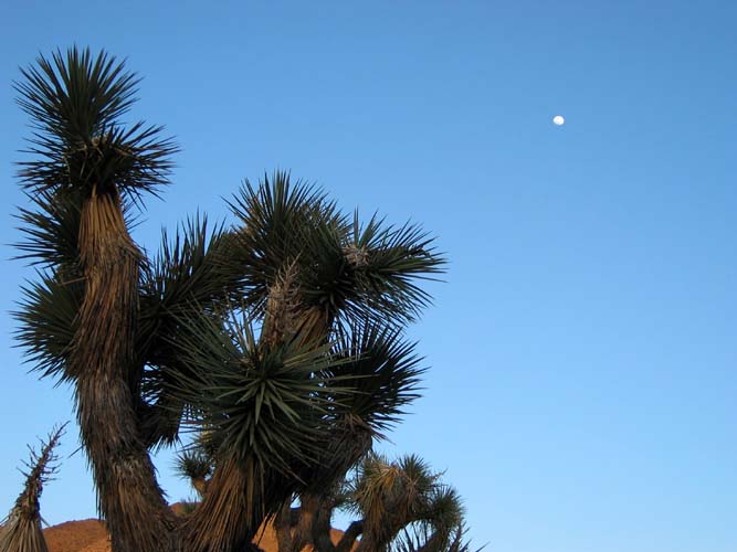 Early Evening