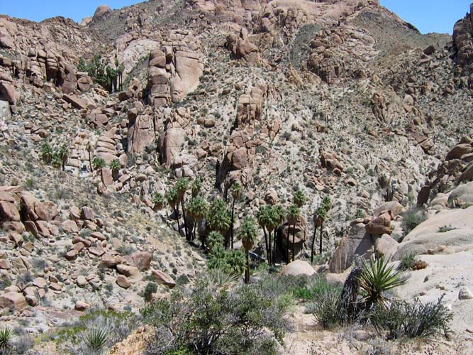 California Fan Palms