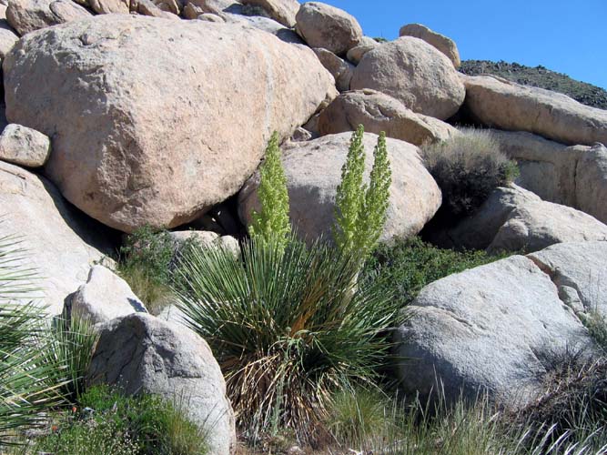 Yucca.