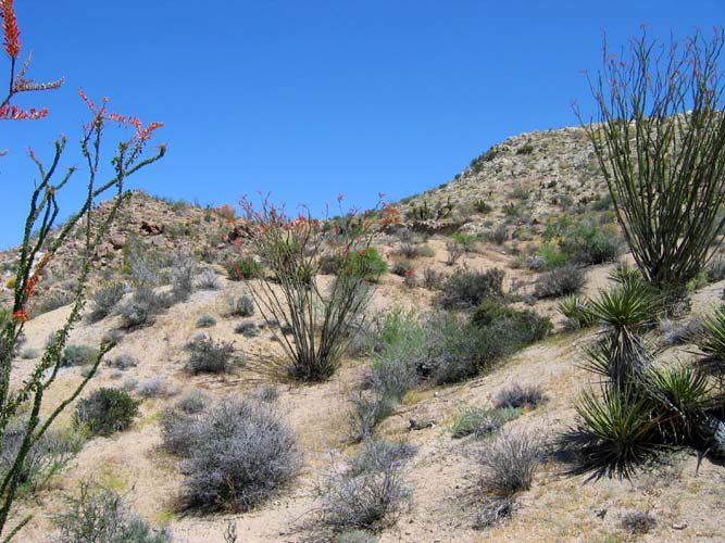 Ocotillo