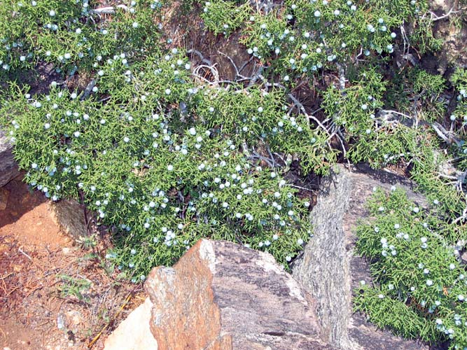 Juniper berries