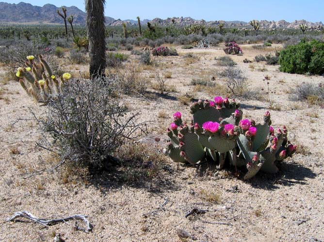 Cacti