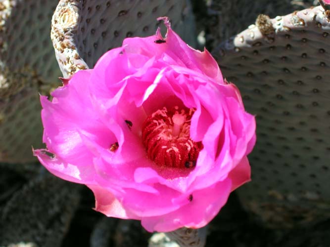 Prickly Pear
