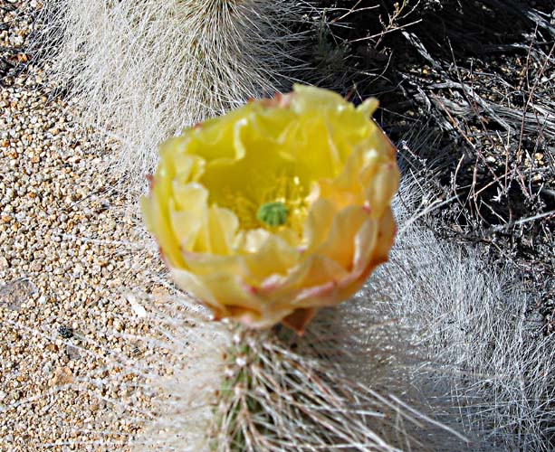 Another Cactus