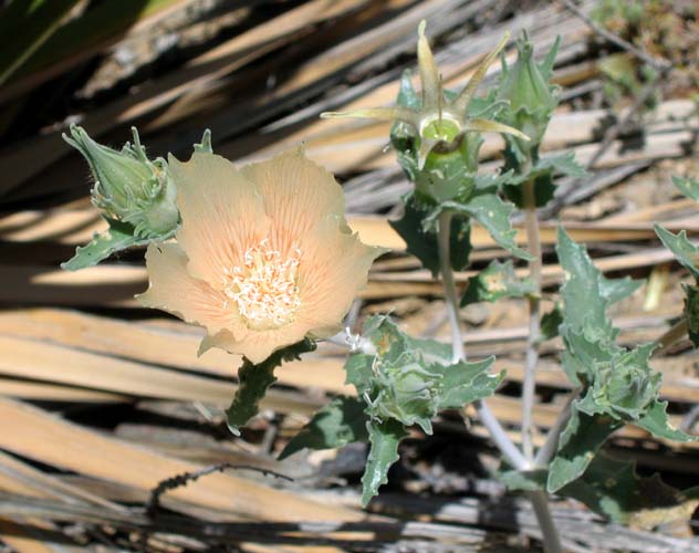 Some Plant
