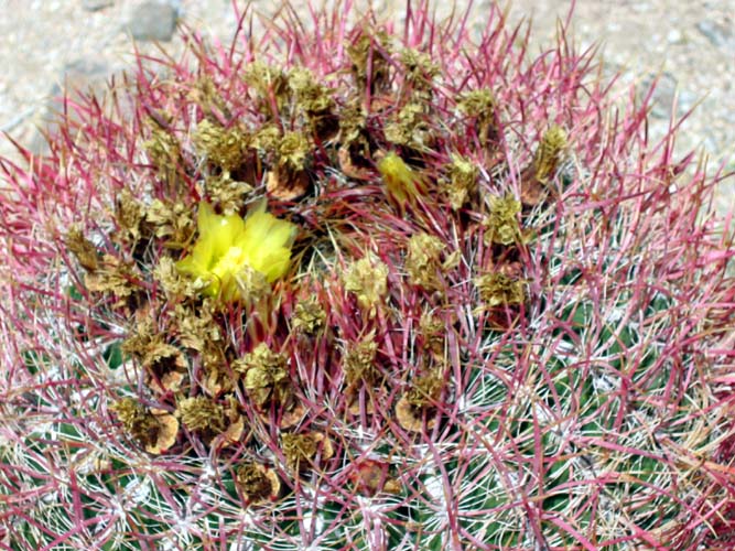 Barrel Cactus