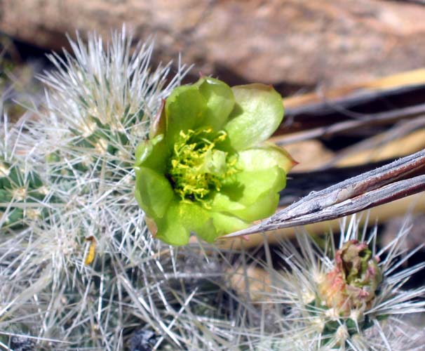 Another Cactus