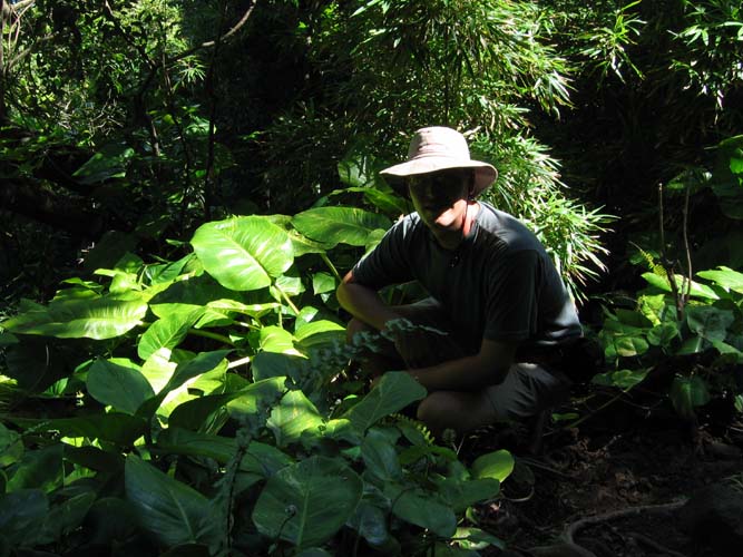 Jungly