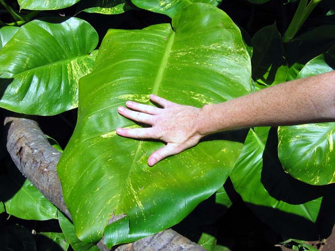 Big Leaf