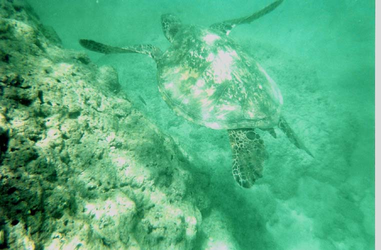 Sea Turtles