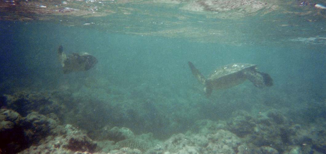 More Sea Turtles